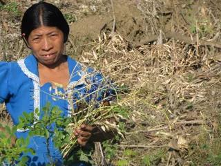 Mujer Maya Chorty con semilla de rabano